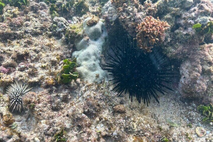 Private Snorkeling Experience in Haleiwa Oahu