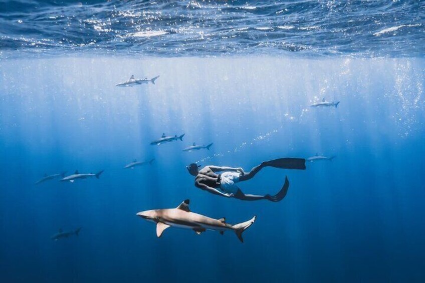 Private Marine Wildlife Adventure with Underwater Photography
