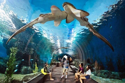 Pattaya Underwater World Admission Ticket