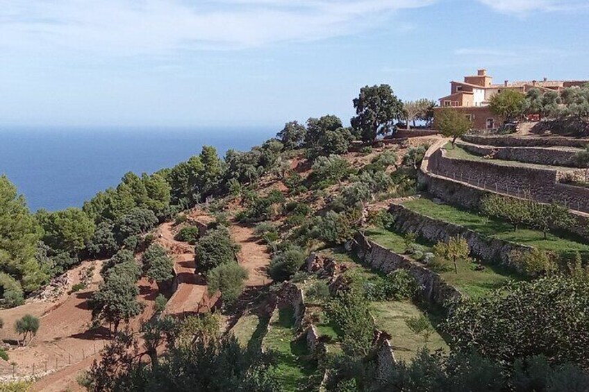 Hillside terraces in Banyalbufar