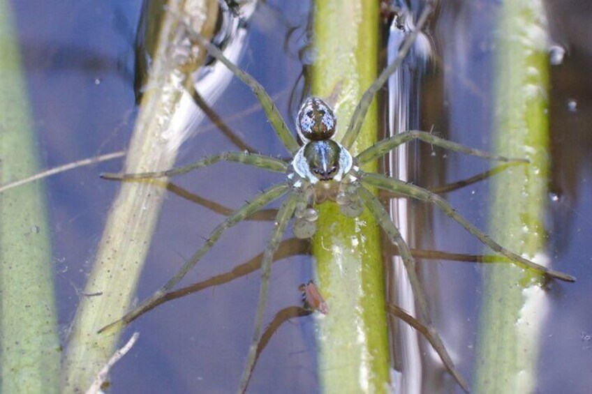 Water spider using surface tension to walk
