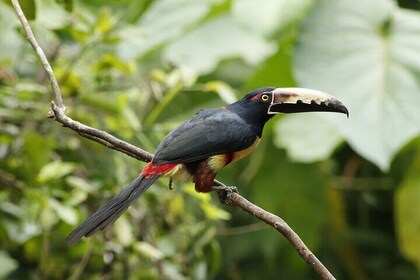 Anura Eco-tour guided by a biologist