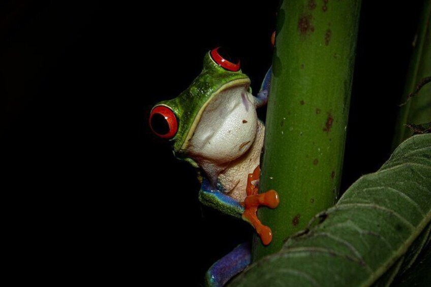 Anura Twilight Walk A Journey into the Forest's Nightlife