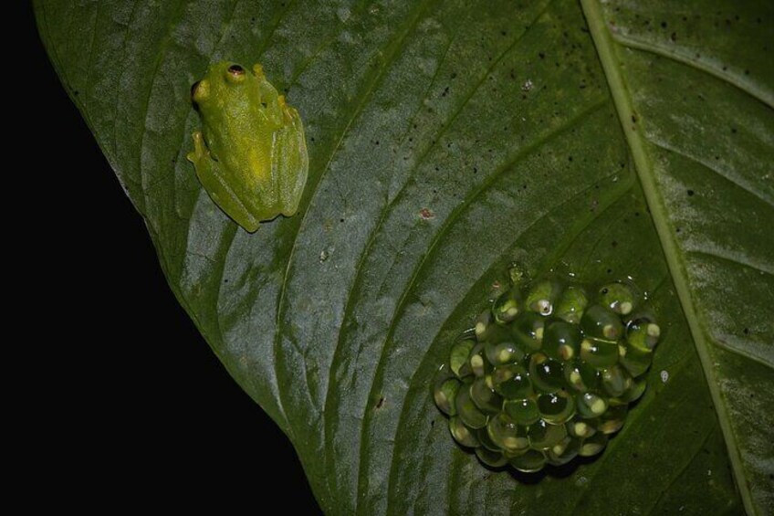 Anura Twilight Walk A Journey into the Forest's Nightlife