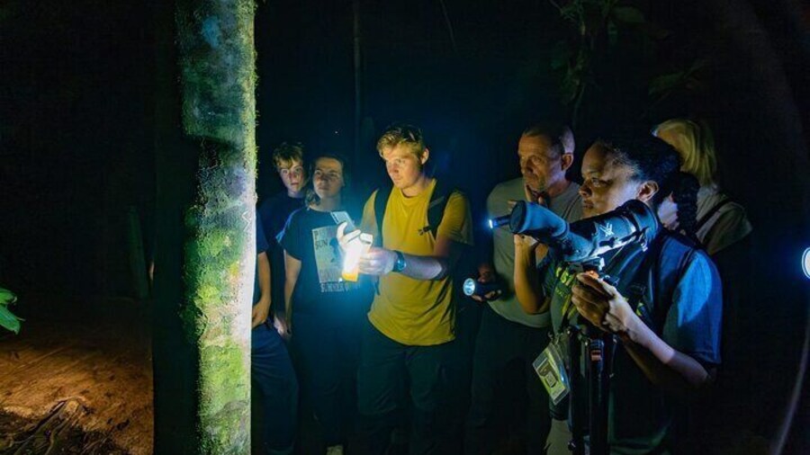 Anura Twilight Walk A Journey into the Forest's Nightlife