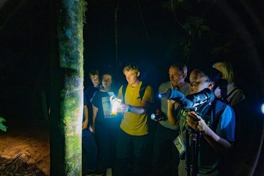 Anura Twilight Walk A Journey into the Forest's Nightlife