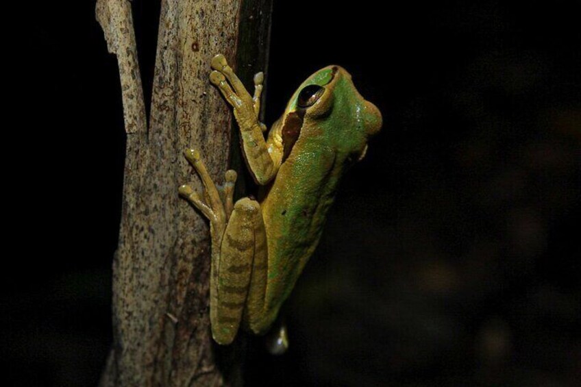 Anura Twilight Walk A Journey into the Forest's Nightlife
