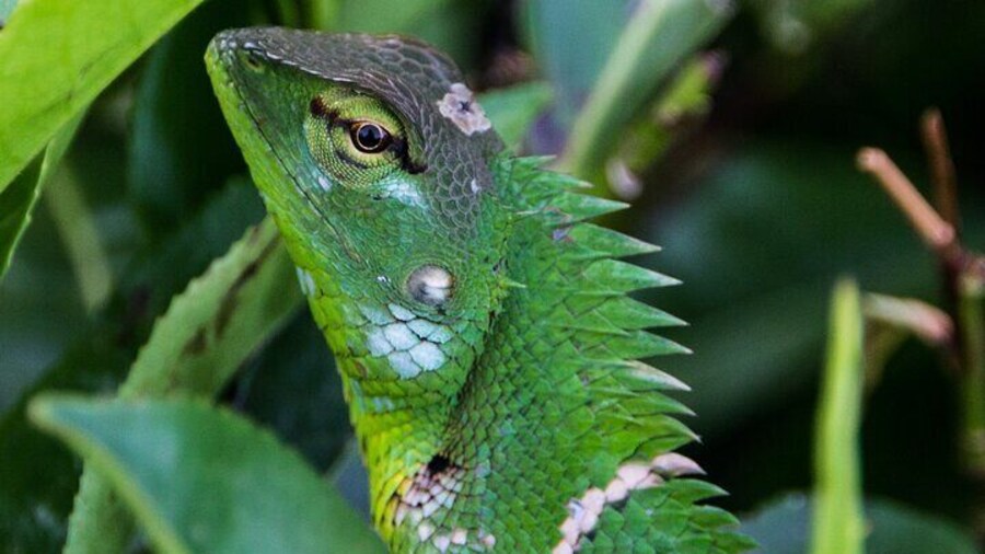 Sinharaja-Rainforest-Trekking-All-Inclusive-Tour-from-Hambantota-1