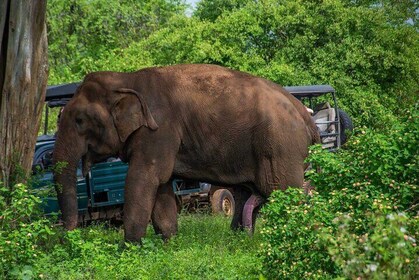 Udawalawa National Park All-inclusive Safari Tour from Hambantota