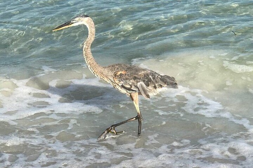 3 Hour Shell Key Island Adventure Including Dolphins And Shells