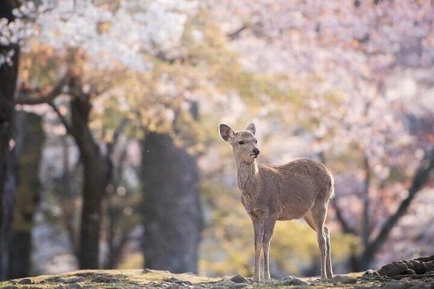Arashiyama Sagano Romantic Train,Fushimi Inari Taisha & Nara Park