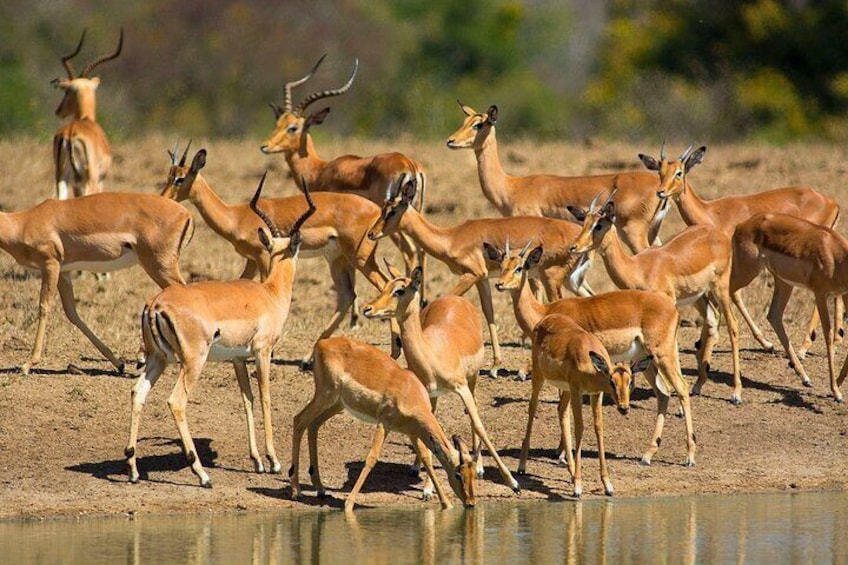 Private 4 Day Kruger Park and Panorama Tour from Johannesburg