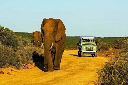 Private 4 Day Kruger Park and Panorama Tour from Johannesburg