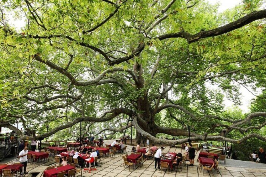 Historical Inkaya plane tree