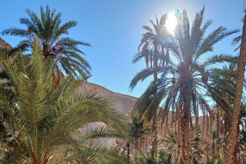 From Djerba Two Day Safari Tour to Tozeur.