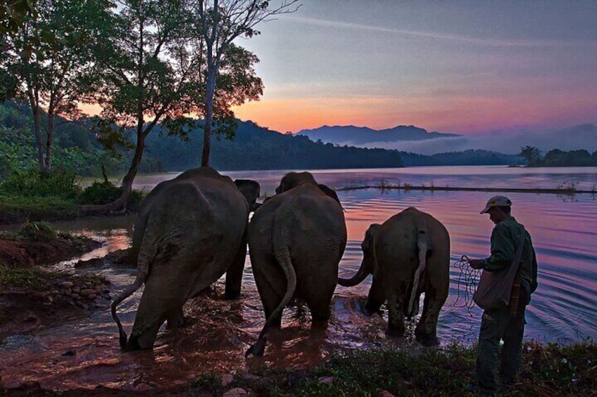 2 Days 1 Night Elephant and Nam Pouy National Tour