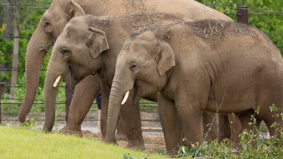2 Days 1 Night Elephant and Nam Pouy National Tour