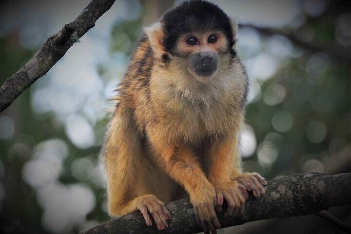 Trunk Feathers and Fur Day Tour