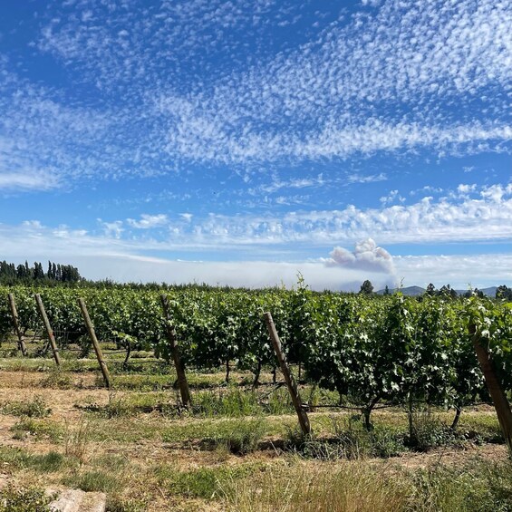 Picture 3 for Activity Santiago: Private Flight to Vineyard with Lunch and Wine