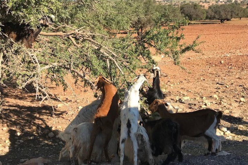 Tree of the Goats