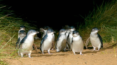 Melbourne: French and Phillip Island Wildlife Expedition