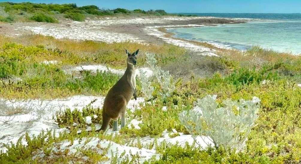 Picture 1 for Activity Perth: 4x4/ Wedge Island & Stargazing at Pinnacles