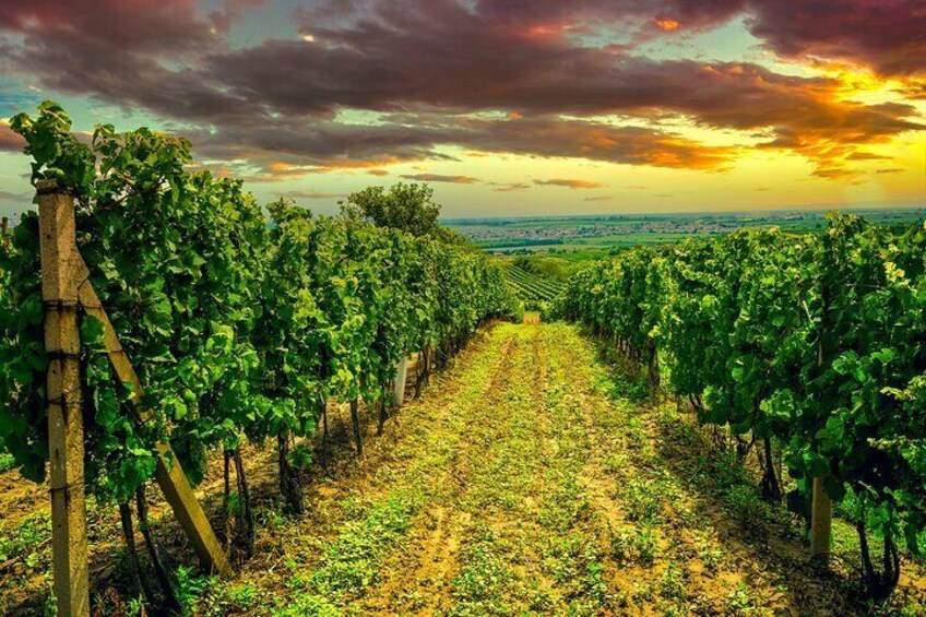 German Wine Tasting Tour at the Best Wine Bars in Berlin