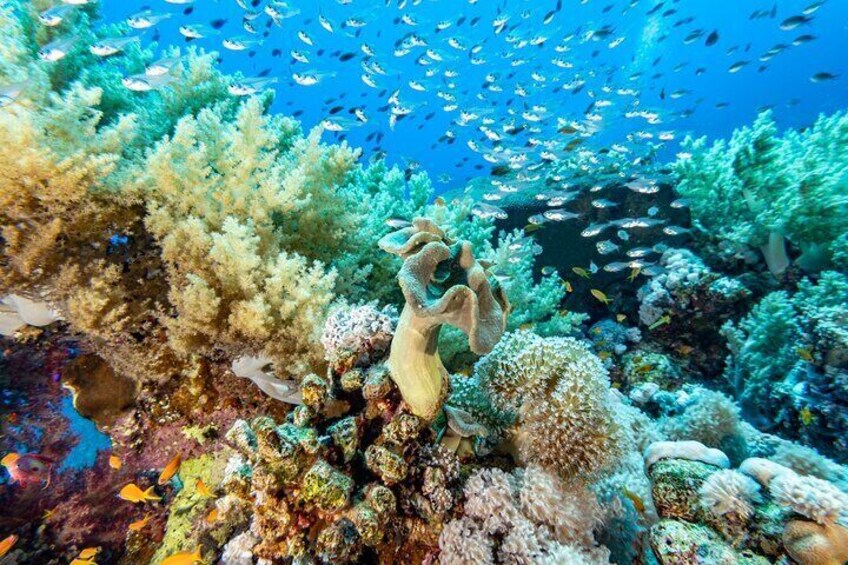Vibrant Coral Reef Ecosystem
