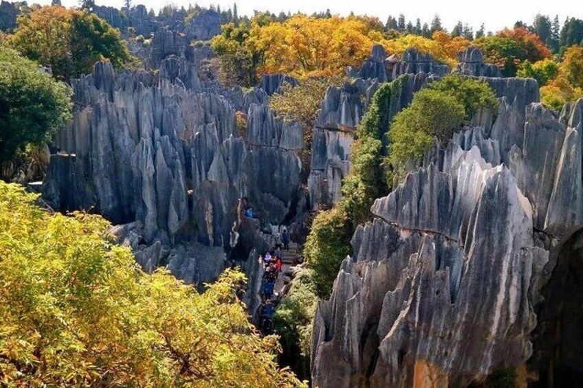 All Inclusive Kunming Tour to Stone Forest,Flower and Bird Market