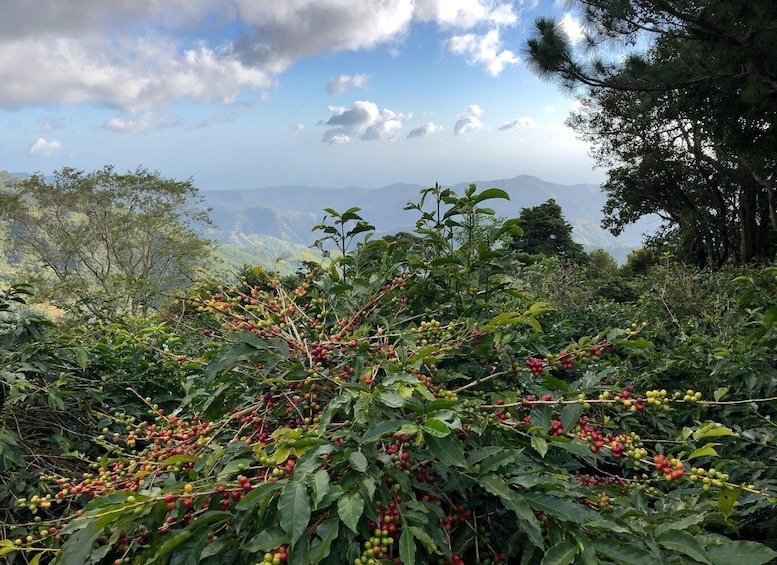 Picture 2 for Activity Kingston: Blue Mountain Peak Hike and Coffee Farm Experience