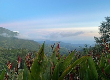 Kingston: Blue Mountain Peak Hike and Coffee Farm Experience