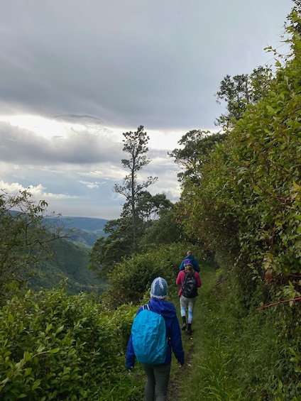 Picture 3 for Activity Kingston: Blue Mountain Peak Hike and Coffee Farm Experience