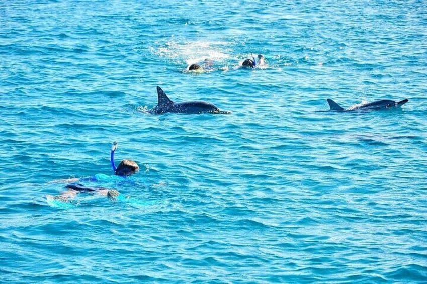 Swimming With Wild Dolphins