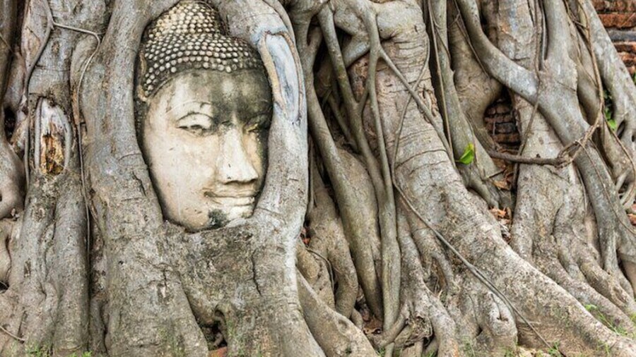 Wat Mahathat
One of the most representative temples in the city, there is the world famous "Buddhist head", almost missing treasure class artifacts