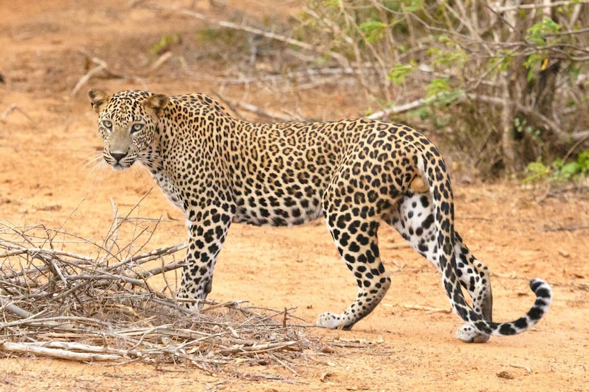 Exclusive Safari at Jhalana Leopard Park Including Transfers