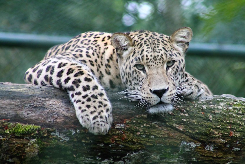 Picture 4 for Activity Exclusive Safari at Jhalana Leopard Park Including Transfers