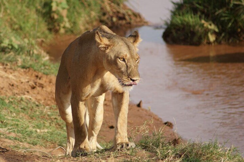  7 Days Ol Pejeta Samburu Lake Nakuru Masai Mara Wildlife Safari