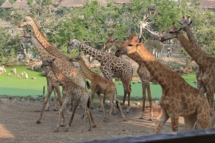  7 Days Ol Pejeta Samburu Lake Nakuru Masai Mara Wildlife Safari