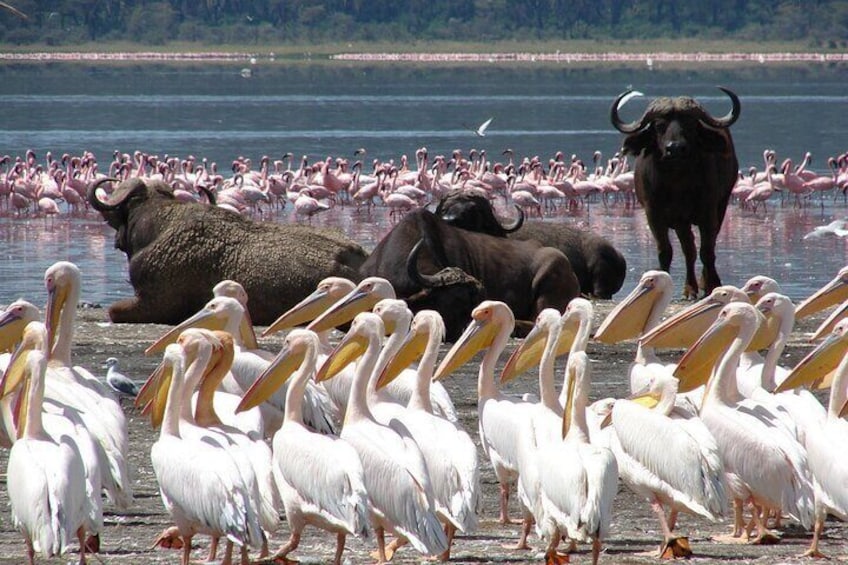  7 Days Ol Pejeta Samburu Lake Nakuru Masai Mara Wildlife Safari