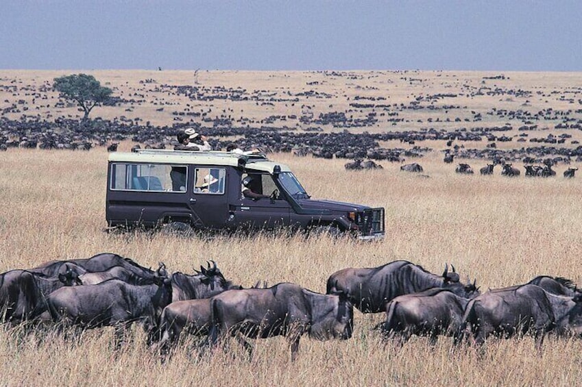  7 Days Ol Pejeta Samburu Lake Nakuru Masai Mara Wildlife Safari