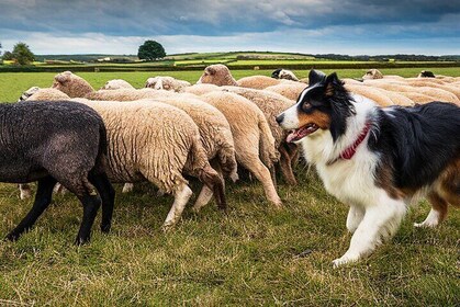 Dublin to Glendalough Wicklow and Kilkenny Tour with Sheepdogs