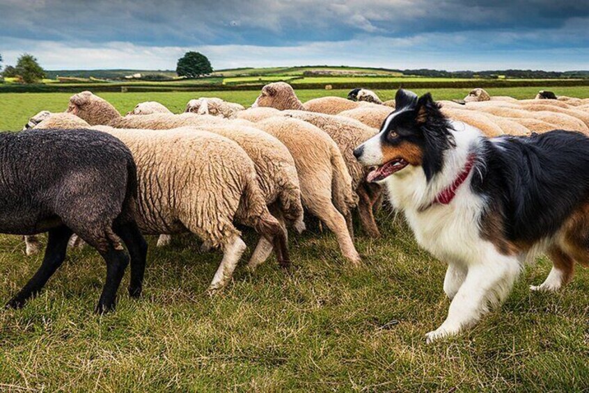 Meet sheepdogs and lambs in rolling Irish countryside