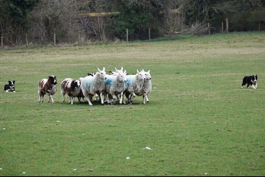 Tell the farmer which route the sheep should take and watch the dogs execute your instructions perfectly