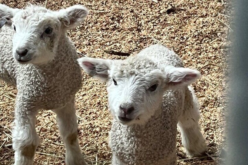Newborn Leicester Longwool Sheep. Aren't they the cutest?