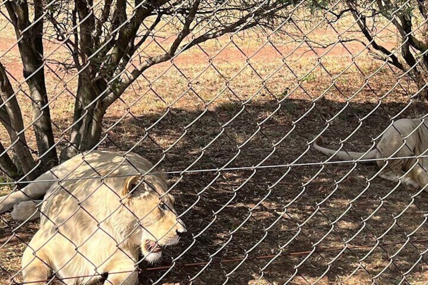 Lion and Cheetah Safari Skip the Line Tour in Pretoria 