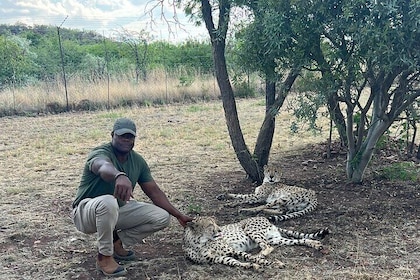 Lion and Cheetah Safari Skip the Line Tour in Pretoria