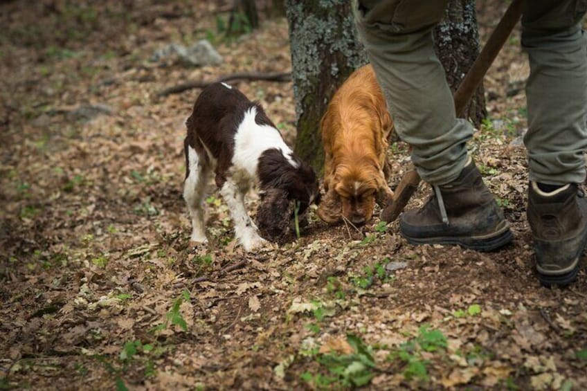 Day Trip from Milan: Private VIP Truffle Hunting in Langhe Region