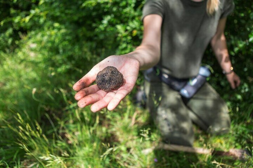 Day Trip from Milan: Private VIP Truffle Hunting in Langhe Region