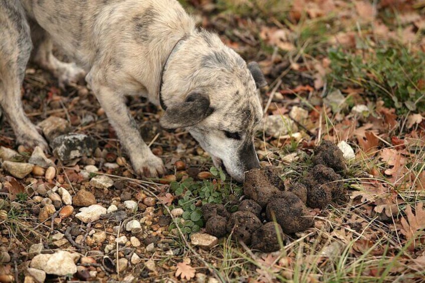 Day Trip from Milan: Private VIP Truffle Hunting in Langhe Region