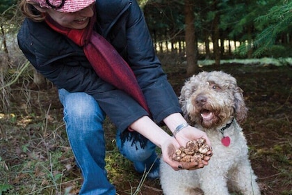 Day Trip from Milan: Private VIP Truffle Hunting in Langhe Region